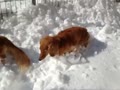 雪玉が重いから…食う！